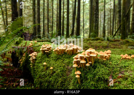 Une végétation luxuriante, des arbres géants recouverts de mousses, de fougères et de champignons dans la forêt tropicale de la colonie dans le Golden Ears Provincial Park (Colombie-Britannique), Cana Banque D'Images