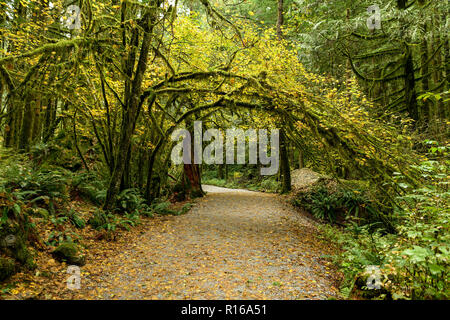 Une végétation luxuriante, des arbres géants recouverts de mousses et de fougères dans la forêt tropicale dans le Golden Ears Provincial Park, British Columbia, Canada Banque D'Images