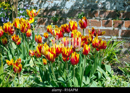 Tulipes rouges et jaunes en fleurs dans le jardin au printemps Banque D'Images