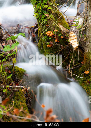 Cascade magnifique peu de capture dans les lacs de Plitvice, Croatie Banque D'Images