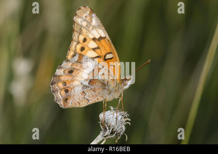 Variegated Fritillary, Euptoieta claudia Banque D'Images