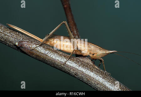 Longueur museau-NOSED KATYDID, ADULTE ON TWIG (COPIPHORINE) Banque D'Images