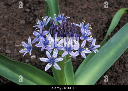La HAVANE CUBAIN OU LILY (SCILLA PERUVIANA) Banque D'Images