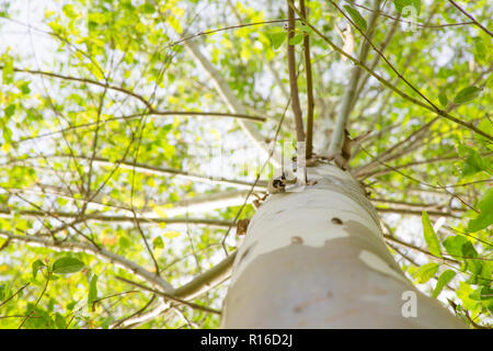 En Eucalyptus vue inférieure la beauté de l'eucalyptus. Banque D'Images