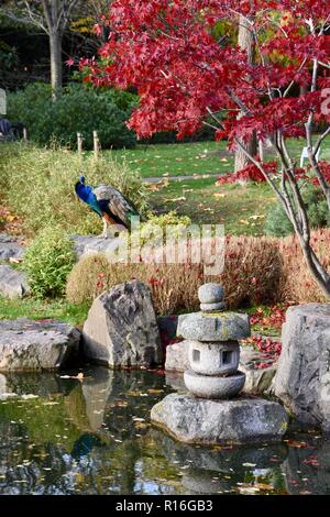 Peacock, UK Weather Sunny Intervals à Londres, Japanese Kyoto Garden, Holland Park, Kensington, Londres. ROYAUME-UNI Banque D'Images