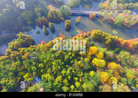 Nanjing, Nanjing, Chine. 10 Nov, 2018. Nanjing, Chine-décor de l'automne de Zhongshan Scenic Area, à Nanjing, à l'est ChinaÃ¢â€ Province de Jiangsu. Crédit : SIPA Asie/ZUMA/Alamy Fil Live News Banque D'Images