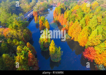 Nanjing, Nanjing, Chine. 10 Nov, 2018. Nanjing, Chine-décor de l'automne de Zhongshan Scenic Area, à Nanjing, à l'est ChinaÃ¢â€ Province de Jiangsu. Crédit : SIPA Asie/ZUMA/Alamy Fil Live News Banque D'Images