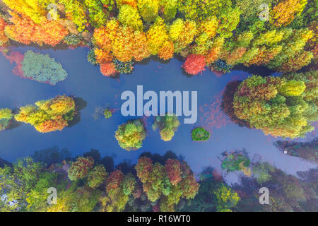 Nanjing, Nanjing, Chine. 10 Nov, 2018. Nanjing, Chine-décor de l'automne de Zhongshan Scenic Area, à Nanjing, à l'est ChinaÃ¢â€ Province de Jiangsu. Crédit : SIPA Asie/ZUMA/Alamy Fil Live News Banque D'Images