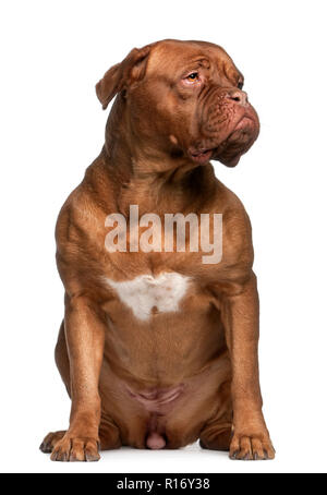 Dogue de Bordeaux, 2 ans et demi, in front of white background Banque D'Images