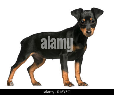 Pinscher Nain, chiot âgé de 5 mois, in front of white background Banque D'Images