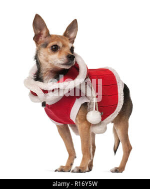 Rocé, chien de 4 ans, in front of white background Banque D'Images