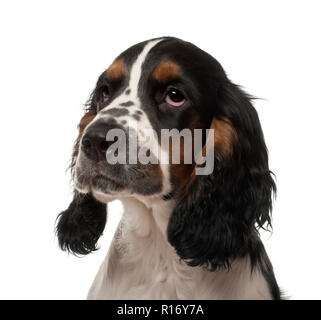 Cocker Anglais chiot, âgé de 4 mois, contre fond blanc Banque D'Images