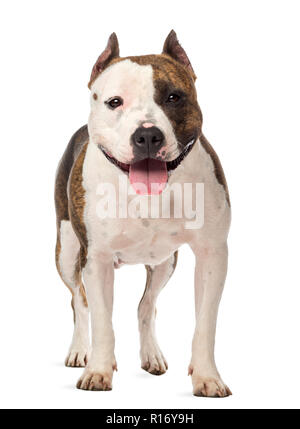 Portrait d'American Staffordshire Terrier, 3 ans, contre fond blanc Banque D'Images