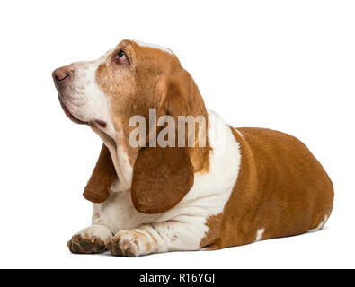 Basset Hound couché et regardant vers le haut, isolated on white Banque D'Images