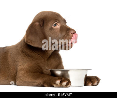 Close-up d'un Labrador Retriever Puppy lécher ses lèvres, de l'âge de 2 mois, isolated on white Banque D'Images