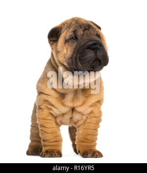 Shar Pei puppy, 2 mois, debout, isolated on white Banque D'Images