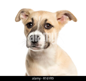 Close-up of a Boxer Husky chiot de race mixte, 3 mois, isolated on white Banque D'Images