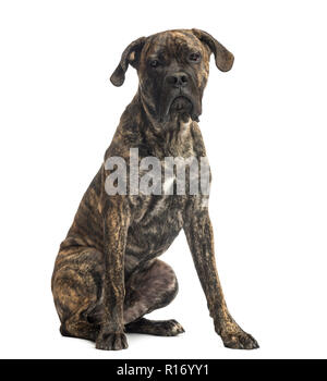 Cane Corso assis, 8 mois, isolated on white Banque D'Images