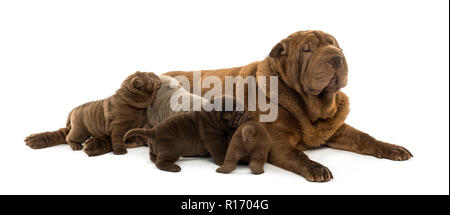 Shar Pei maman couchée, l'allaitement, ses chiots isolated on white Banque D'Images