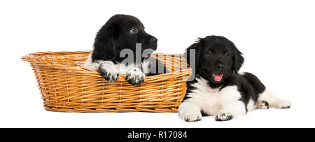 Stabyhoun deux chiots dans un panier en osier Banque D'Images