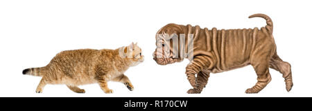 Chaton British shorthair un chiot sharpei réunion Banque D'Images