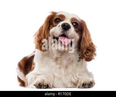 Cavalier King Charles Spaniel lying Banque D'Images