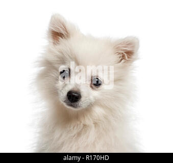 Portrait d'un Spitz Allemand chiot (6 mois) Banque D'Images