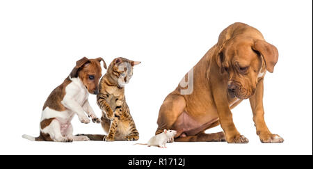 Chiens et chats à la recherche d'un rat blanc Banque D'Images