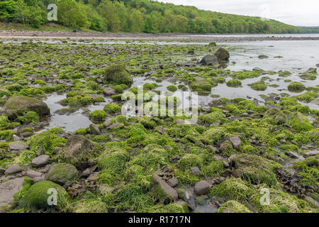 Des roches et des pierres couvertes d'emmêler et côte à l'algue Firth of Forth en Écosse durant la marée basse Banque D'Images