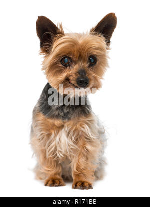 Vieux yorkshire terrier (13 ans) Banque D'Images