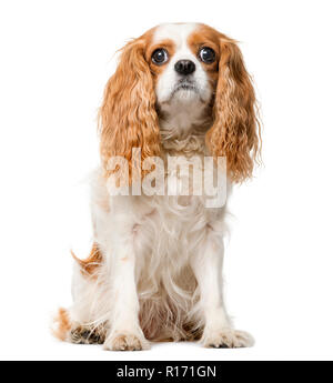 Cavalier King Charles devant un fond blanc Banque D'Images