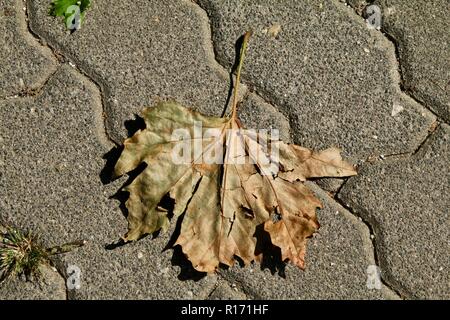 Le dirigeant d'une tombée de feuilles séchées sur une voie pavée au soleil Banque D'Images