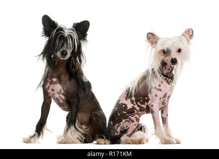 Deux Chiens Chinois à Crête assis devant un fond blanc Banque D'Images