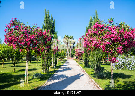 Arbre généalogique rose cerise italien populaire, Nerium oleander pompéi italie, concept d'été luxuriant, couleurs vives de la nature concept, locations, arbres plantes, JE Banque D'Images