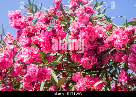 Arbre généalogique rose cerise italien populaire, Nerium oleander pompéi italie, concept d'été luxuriant, couleurs vives de la nature concept, locations, arbres plantes, JE Banque D'Images