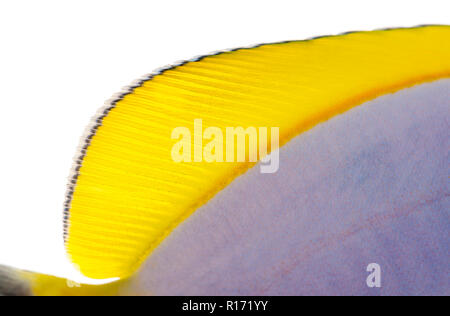 Close-up d'un bleu poudre tang's nageoire dorsale, Acanthurus leucosternon, isolated on white Banque D'Images