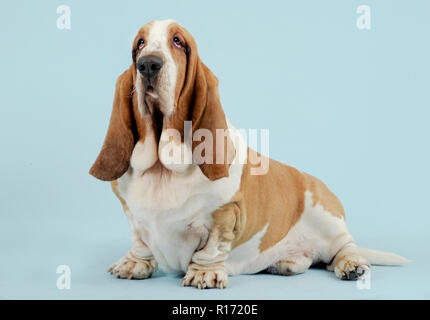 Studio portrait d'une race de chien basset hound photographié sur un fond bleu Banque D'Images