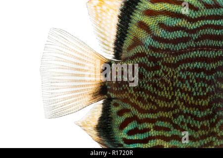 Close-up of a Blue snakeskin' discus Symphysodon aequifasciatus, nageoire caudale, isolated on white Banque D'Images