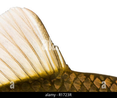 Close-up d'une nageoire caudale, le carassin Carassius carassius, isolated on white Banque D'Images