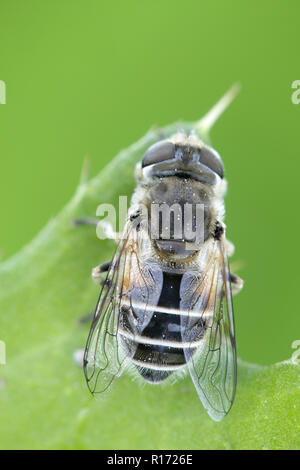 Plain-face dronefly, Eristalis arbustorum, un important pollinisateur Banque D'Images