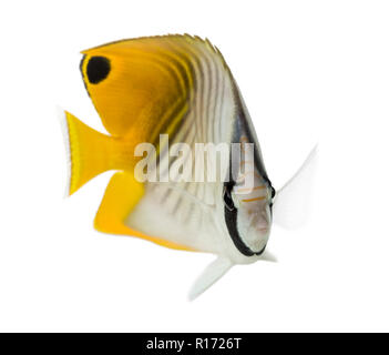 Papillons, Chaetodon auriga Threadfin, isolated on white Banque D'Images