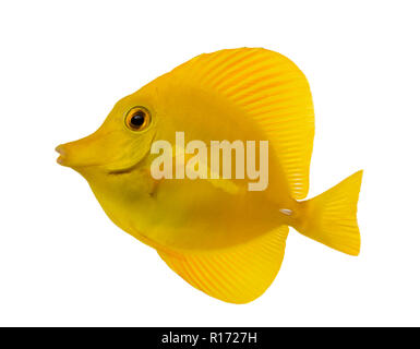 Vue latérale d'un Tang, Zebrasoma flavescens jaune, isolated on white Banque D'Images