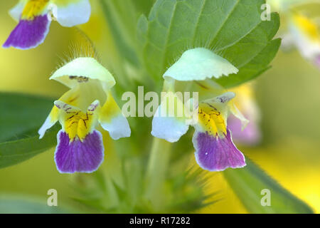 Grande fleur, ortie royale Galeopsis speciosa ou l'ortie royale, Banque D'Images