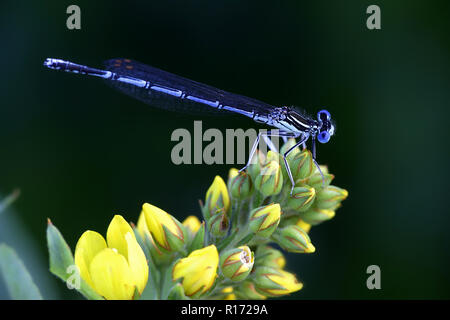 Blue featherleg. Également appelé white-pattes Platycnemis pennipes libellule, Banque D'Images