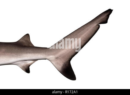 Close-up of a Blacktip reef shark's nageoire caudale, Carcharhinus melanopterus, isolated on white Banque D'Images