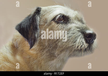 Close up Chef de border terrier race de chien à la voiture Banque D'Images