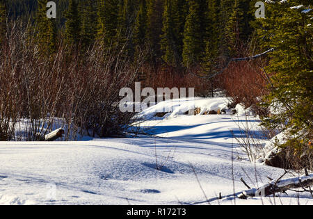 Scène d'hiver dans la région de Kananaskis dans les montagnes de l'Alberta Banque D'Images