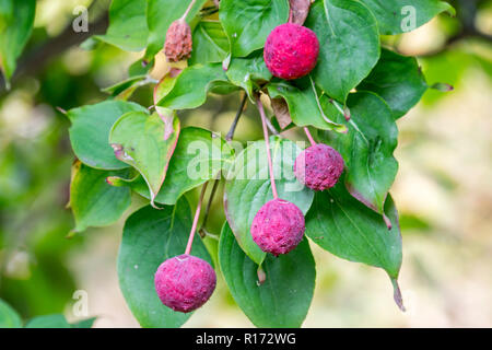 La sésie du cornouiller coréen / chinois / japonais cultivar cornouiller Cornus kousa Hance, Claudia, Close up de feuillage et de fruits / baies roses en automne Banque D'Images