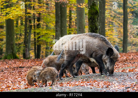 Le sanglier (Sus scrofa) truies avec porcelets butiner dans forêt d'automne en creusant avec le museau dans la litière à la recherche d'écrous de hêtre dans les Ardennes Banque D'Images