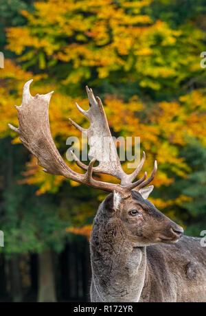 Portrait de Daims (Dama dama) mâle / mâle avec de grands bois en forêt d'automne Banque D'Images